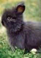 /album/les-races-de-lapins/nain-angora-jpg/